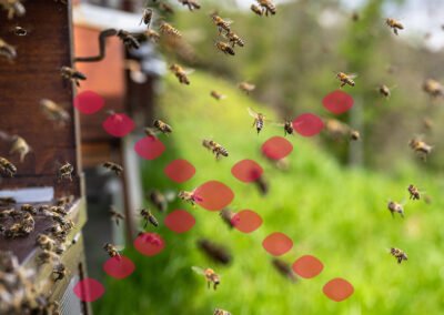 Breaded Dog Wildlife Management