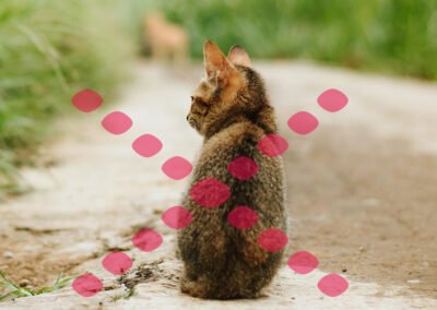 Breaded Dog Wildlife Management