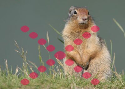 Wildlife Control Experts