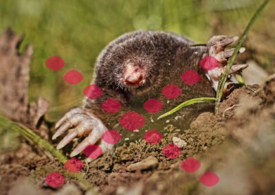 Breaded Dog Wildlife Management