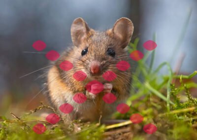 Professional Wildlife Removal