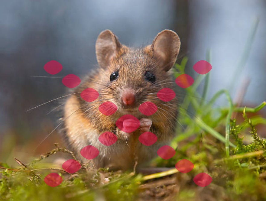 no mice Wildlife Removal Services In California