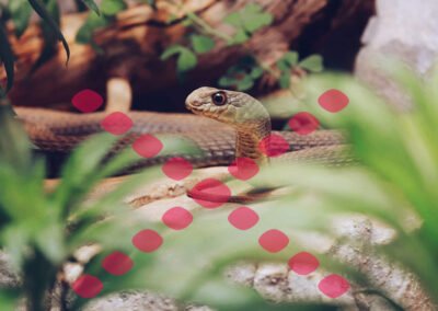 Breaded Dog Wildlife Management